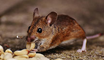24 Hour & Emergency Exterminators in Pacolet Mills, SC